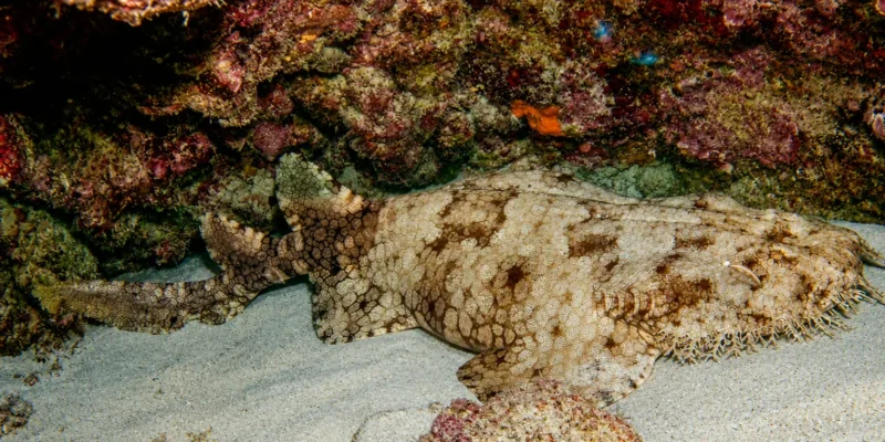 Fransenteppichhai Eucrossorhinus dasypogon liegt im Sand unter einem Felsen