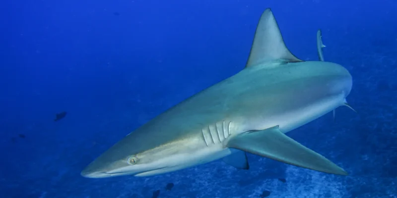 Galapagoshai Carcharhinus galapagensis Hawaii Tauchen mit Haien