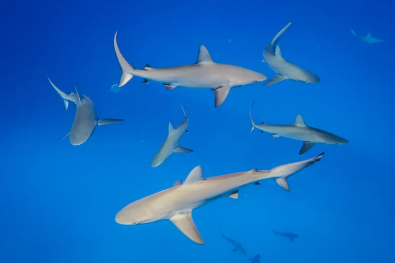 Galapagoshaie Carcharhinus galapagensis