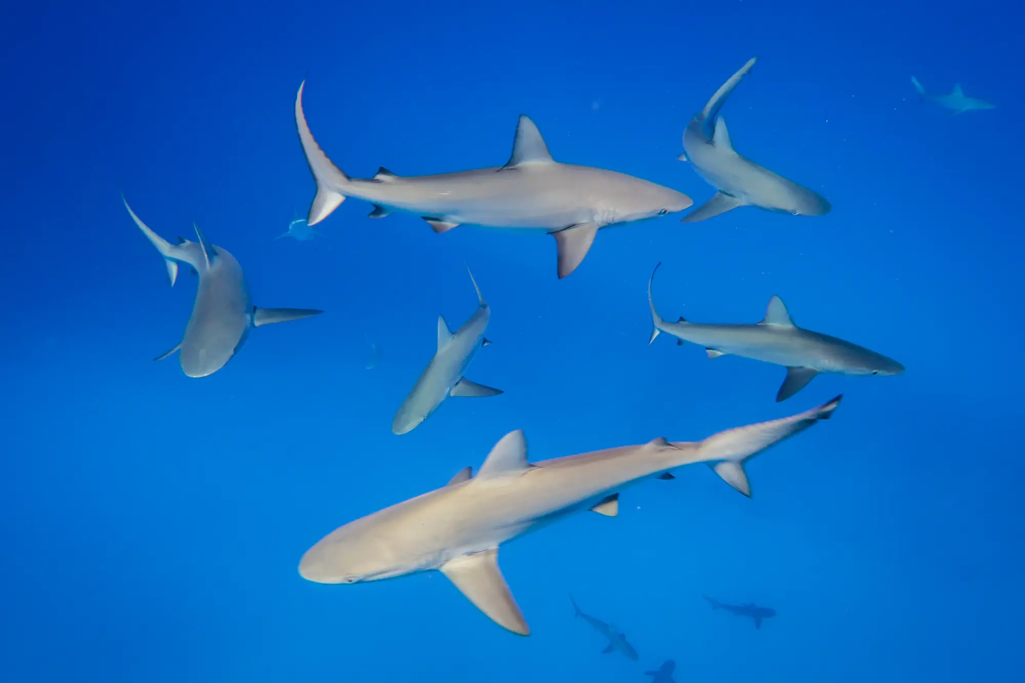 加拉帕戈斯鲨群 Carcharhinus galapagensis