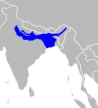 Gangeshai Glyphis gangeticus Karte Verbreitung