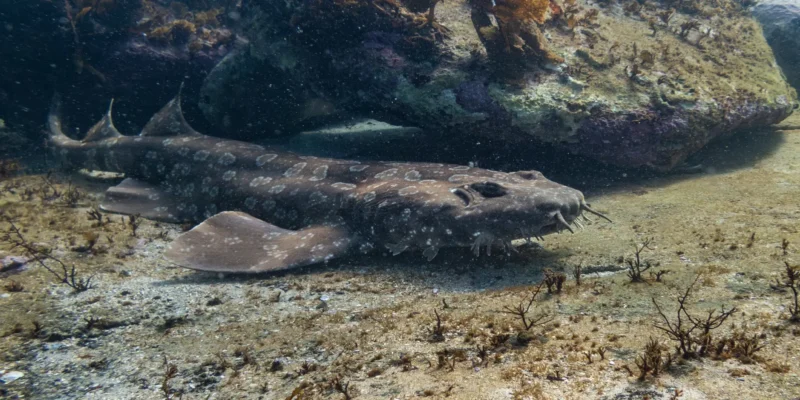 Gemeiner Teppichhai Orectolobus maculatus