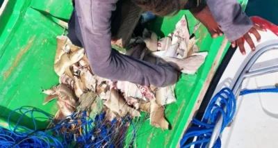 Gestückelte Haie auf einem Fischerboot