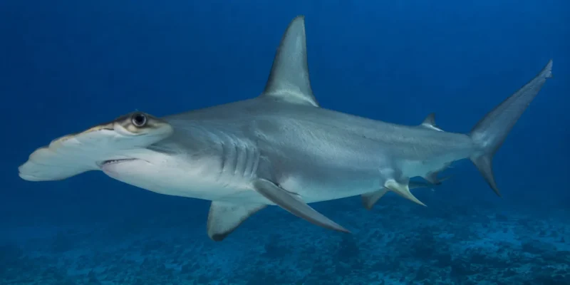 Glatter Hammerhai Sphyrna zygaena