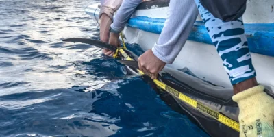Glatter Hammerhai Sphyrna zygaena wird von Greenpeace an der Seite eines Schlaauchboots vermessen