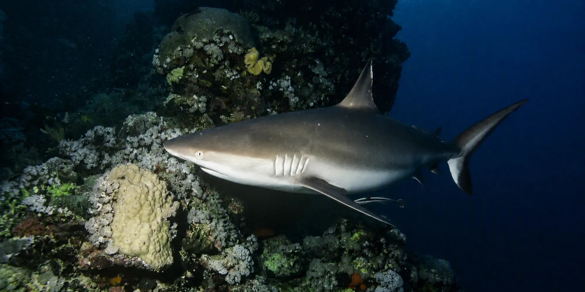 Grauer Riffhai Carcharhinus amblyrhynchos