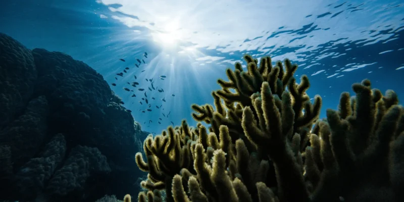 Great Barrier Reef Korallen und Fische