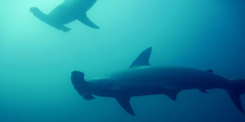 Great hammerhead sphyrna mokarran in blue water