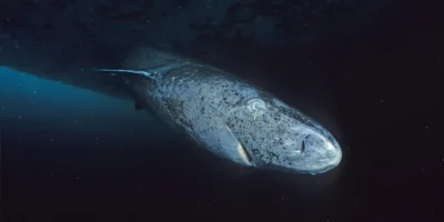 Grönlandhai Somniosus microcephalus