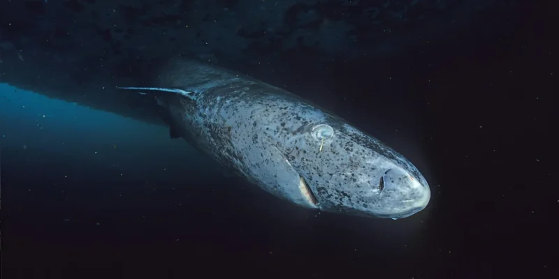 Grönlandhai Somniosus microcephalus