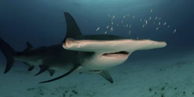 Großer Hammerhai Sphyrna mokarran Nahaufnahme von schräg vorne