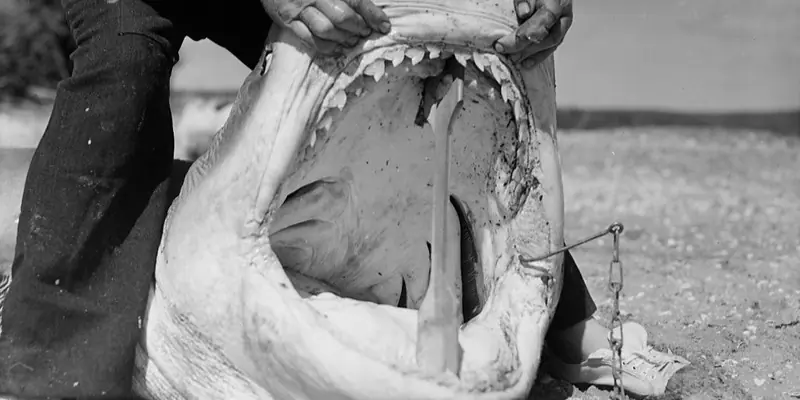Hai am strand mit haken im maul nach catch and release
