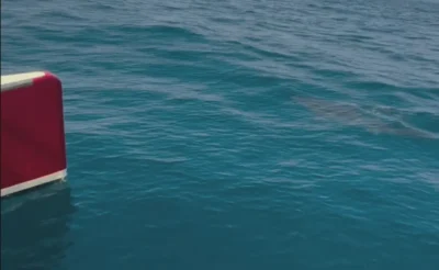 Hai bei Katamaranfahrt vor Atlantikküste Portugals