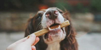 Hund bekommt eine Kaustange gereicht