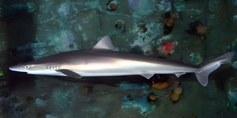 Hundshai Galeorhinus galeus