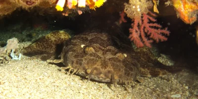 Indonesischer Teppichhai Orectolobus leptolineatus unter einem Felsvorsprung