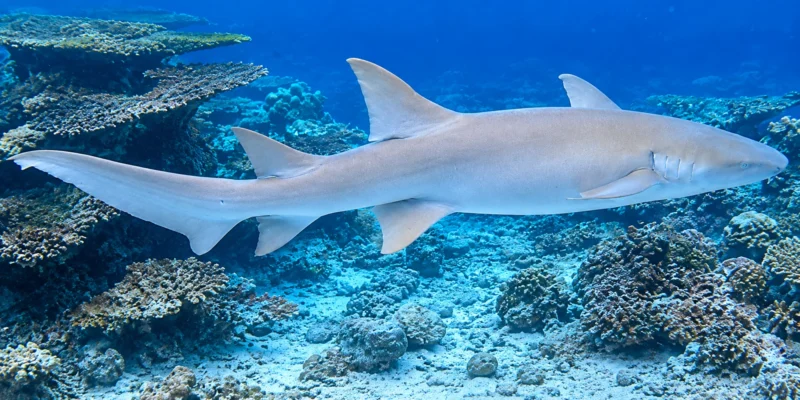 Indopazifischer Ammenhai Nebrius ferrugineus