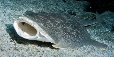 Japanischer Engelhai Squatina japonica im Sand mit offenem Maul