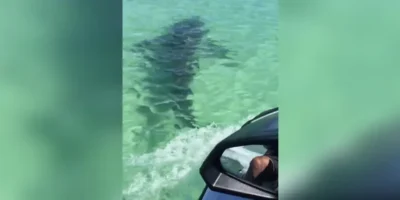 Jetski verfolgt Hai