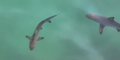 Junger kleiner Schwarzspitzenhai Carcharhinus limbatus an der Wasseroberfläche
