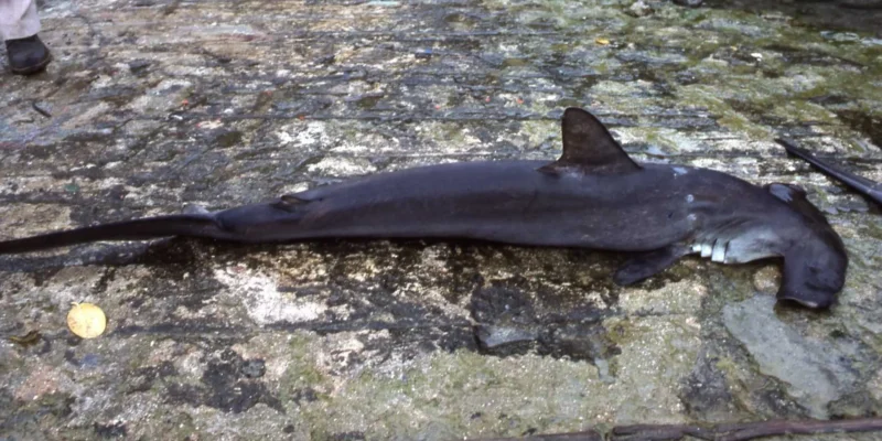 Jungfisch fang gefährdet den bogenstirn hammerhai in guatemala