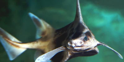 Karibische Meersau Oxynotus caribbaeus