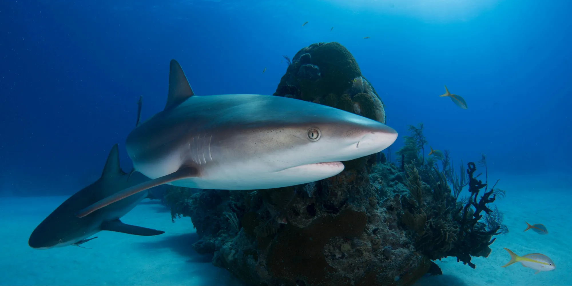 Karibische Riffhaie auf den Bahamas Golf von Mexiko
