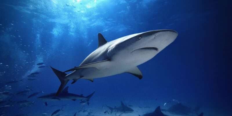 Karibischer riffhai carcharhinus perezii bahamas
