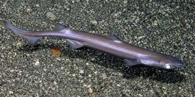 Kleiner Schwarzer Dornhai Etmopterus spinax