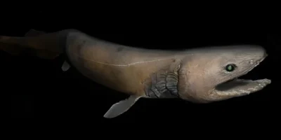 Kragenhai Chlamydoselachus anguineus
