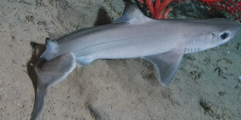 Kubanischer Dornhai Squalus cubensis über sandigem Grund mit roter Koralle