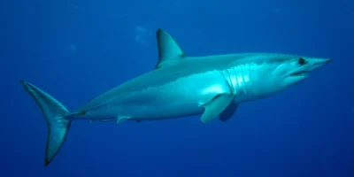 Kurzflossen mako isurus oxyrinchus von der seite im blauwasser