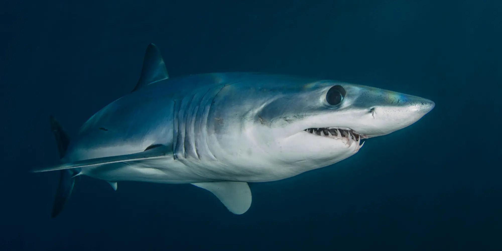 Kurzflossen mako hai isurus oxyrinchus
