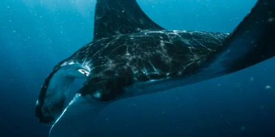 Manta im Blauwasser