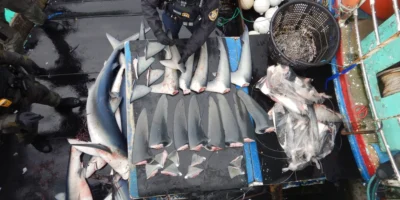 NOAA-Fischereikontrolleur inventarisiert Haiflossen auf einem Fischereischiff