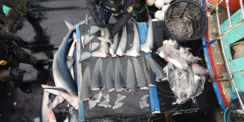 NOAA-Fischereikontrolleur inventarisiert Haiflossen auf einem Fischereischiff