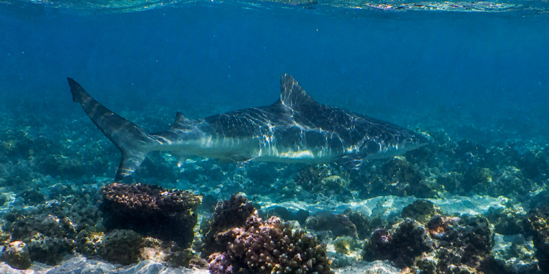 Nervöser Hai (Carcharhinus cautus)