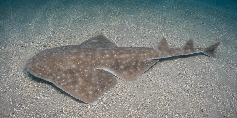 Östlicher Engelhai Squatina albipunctata liegt im Sand