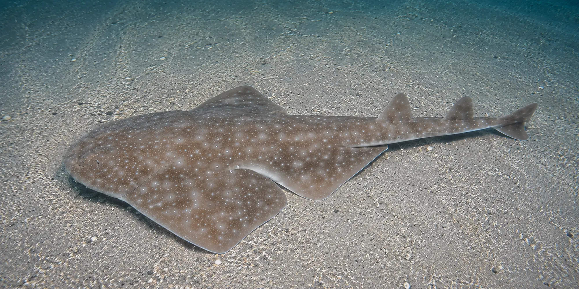 Östlicher Engelhai Squatina albipunctata liegt im Sand