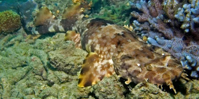 Ornament-Teppichhai Orectolobus ornatus liegt im Great Barrier Reef