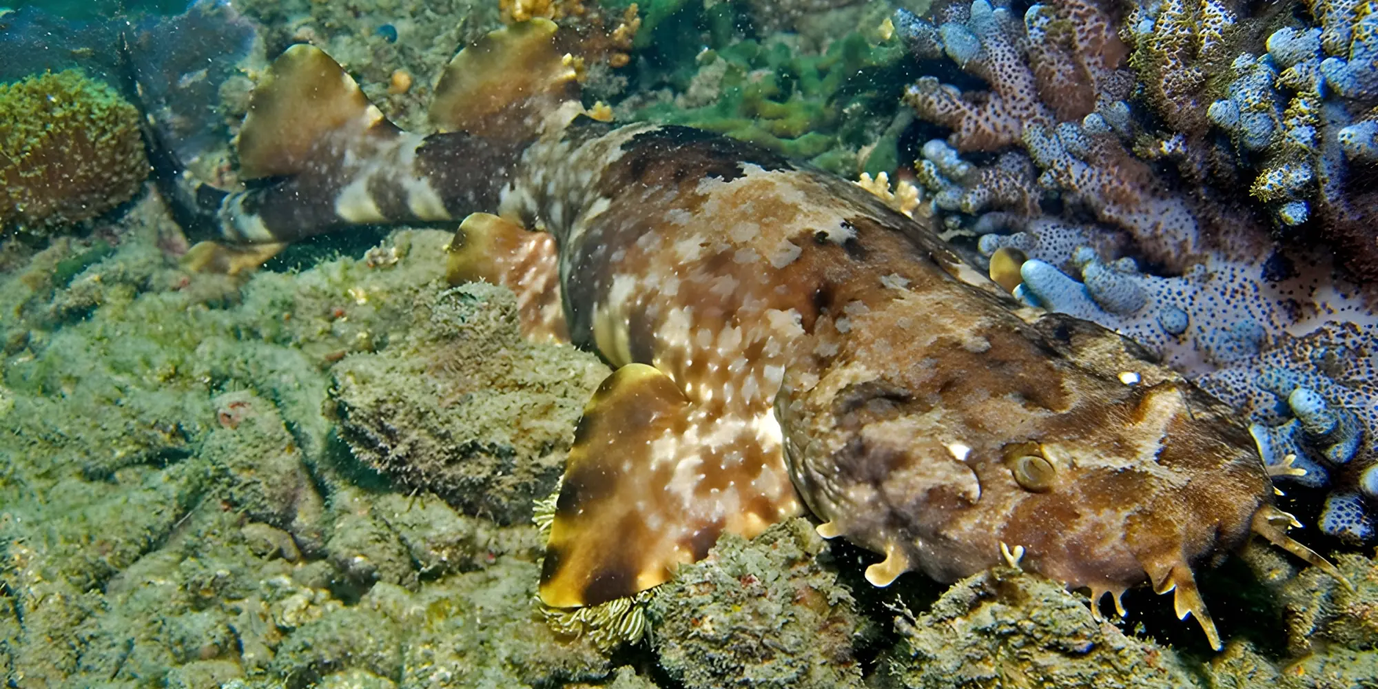 Ornament-Teppichhai Orectolobus ornatus liegt im Great Barrier Reef