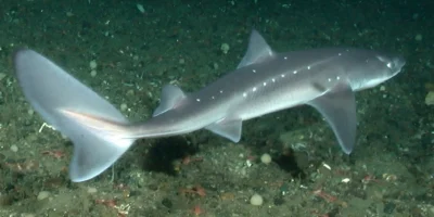 Pazifischer Dornhai Squalus suckleyi