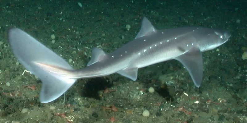 Pazifischer Dornhai Squalus suckleyi