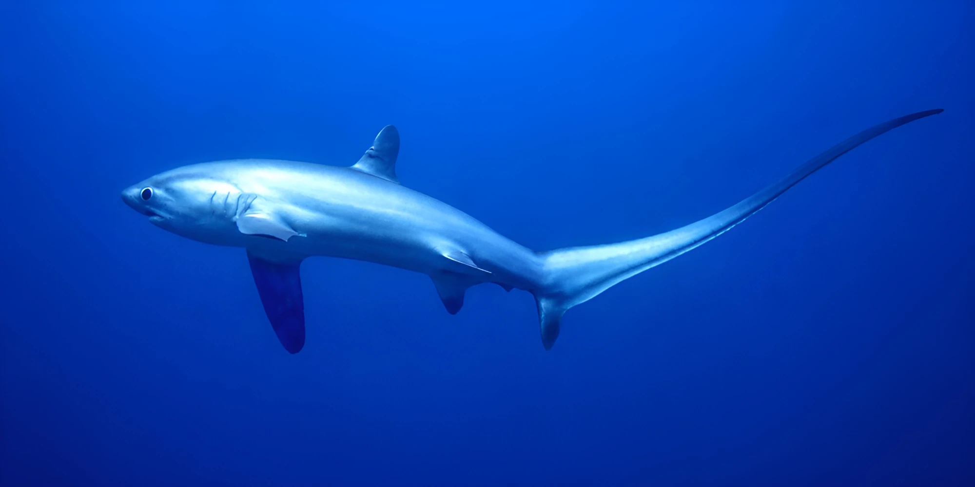 Pazifischer Fuchshai Alopias pelagicus im Blauwasser