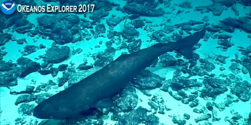 Pazifischer schlafhai somniosus pacificus