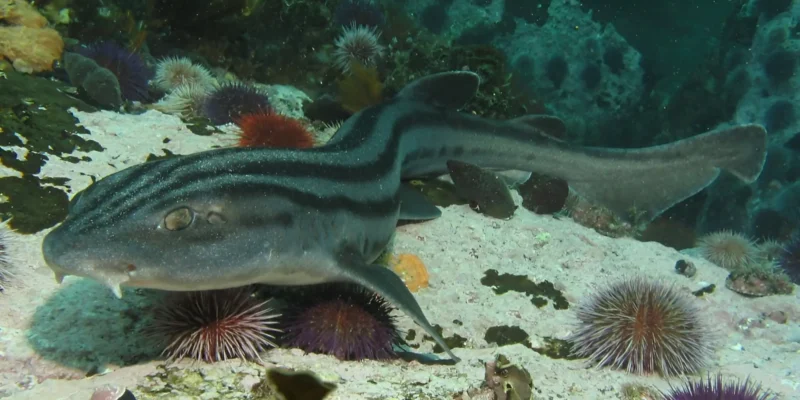 Pyjamahai Poroderma africanum schwimmt über Sand