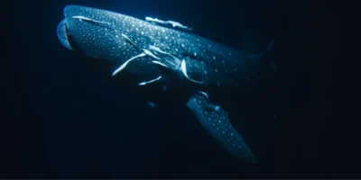 Rhincodon typus walhai mit dunklem hintergrund