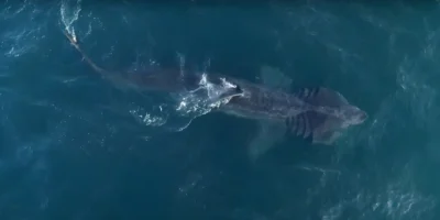 Riesenhai Cetorhinus maximus von oben im Meer Kanalinseln