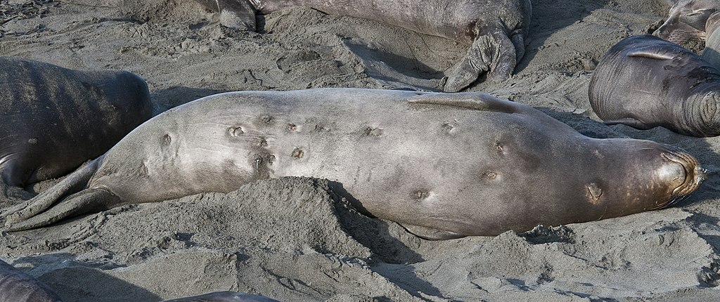 Robbe mit Bisswunden vom Zigarrenhai Robbe mit bisswunden vom zigarrenhai