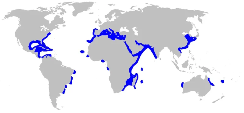 Sandbankhai Carcharhinus plumbeus Karte Verbreitung